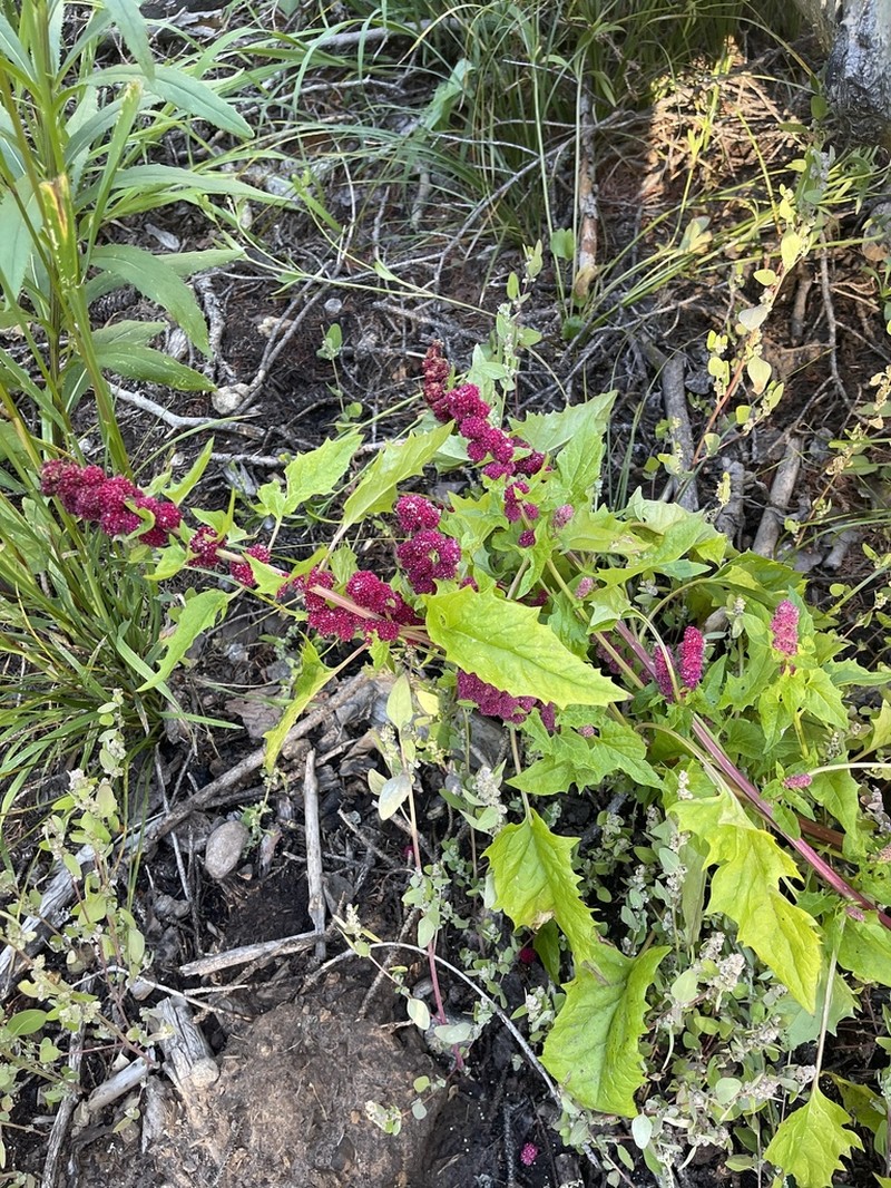 Blite Goosefoot photo 8