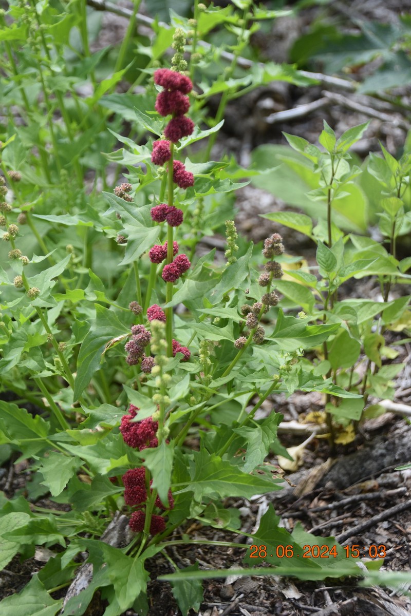 Blitum capitatum subsp. capitatum