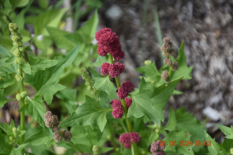 Blitum capitatum subsp. capitatum photo 2