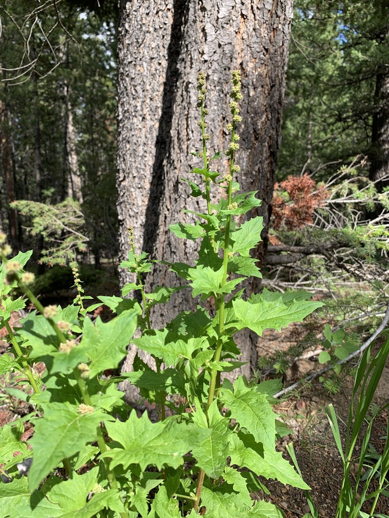 Blitum capitatum subsp. capitatum photo 4