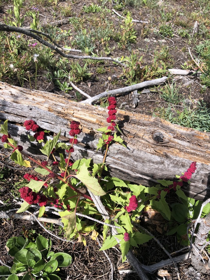 Blitum capitatum subsp. capitatum photo 5