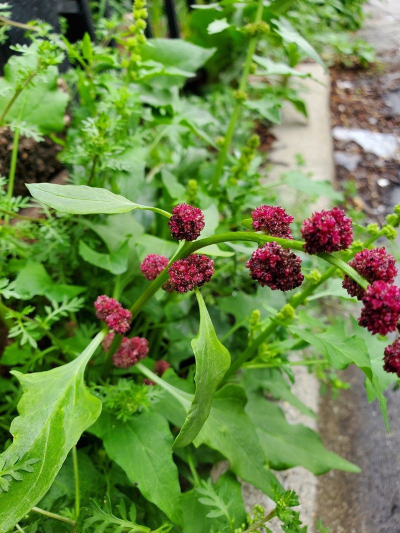 Blitum capitatum subsp. capitatum photo 6