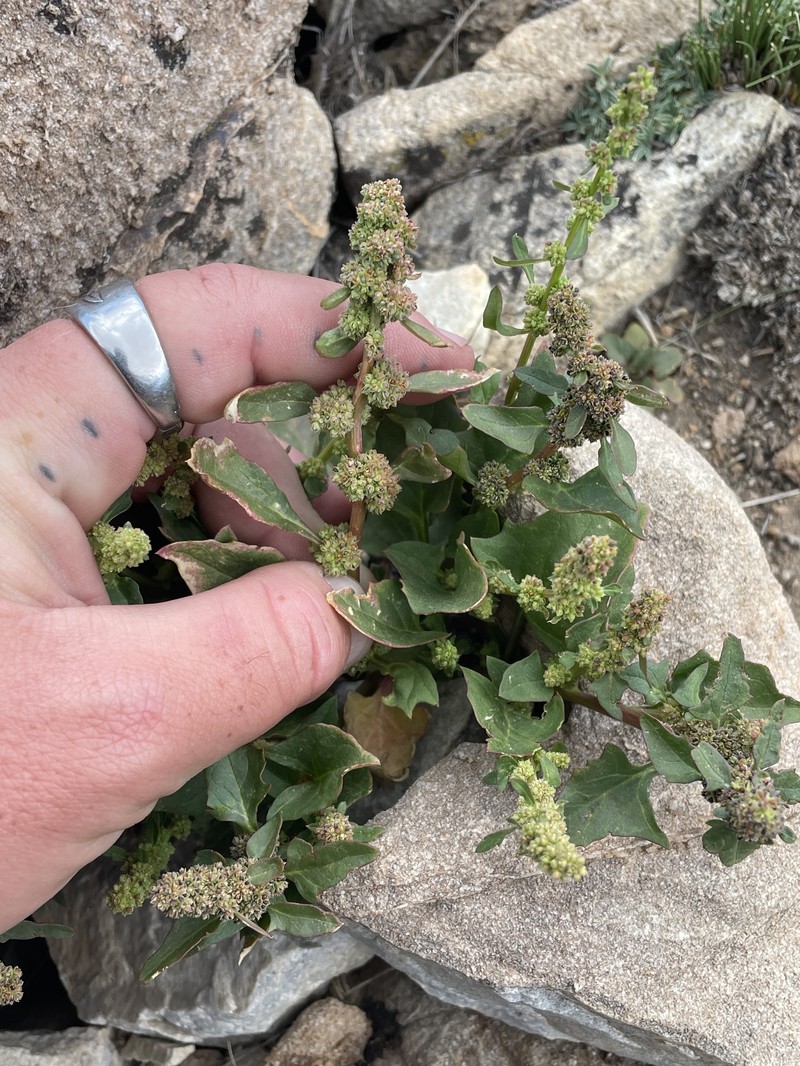 Over's Goosefoot