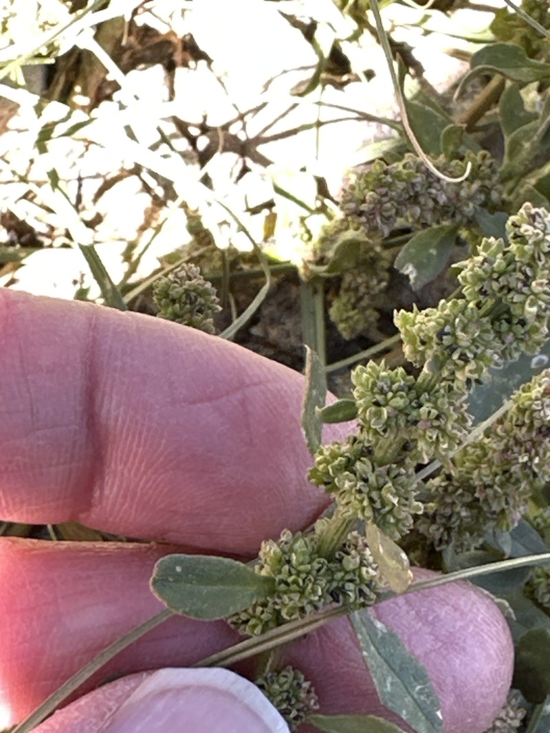 Over's Goosefoot photo 2