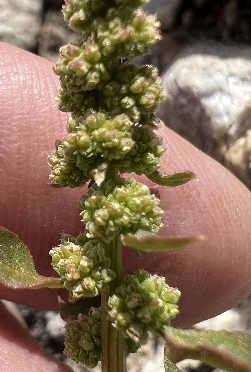 Over's Goosefoot photo 3