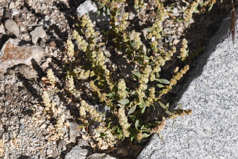Over's Goosefoot photo 4