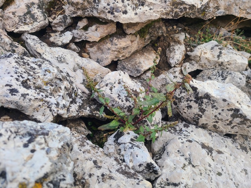 Over's Goosefoot photo 5