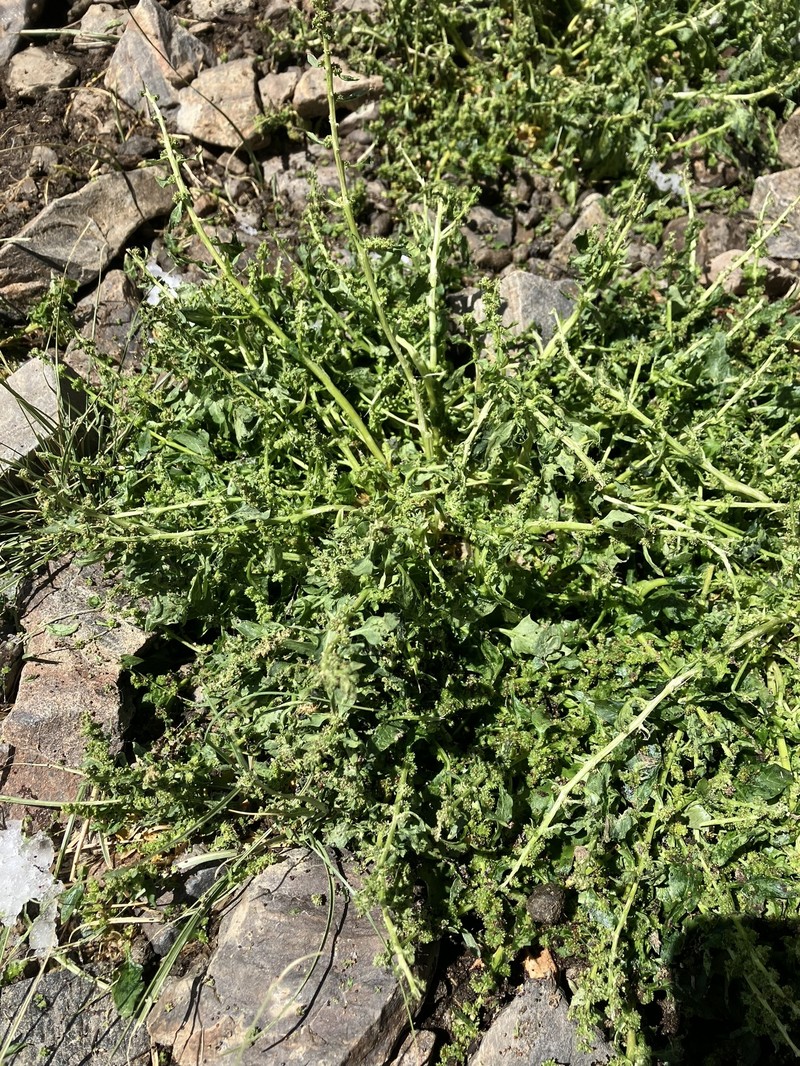 Over's Goosefoot photo 6