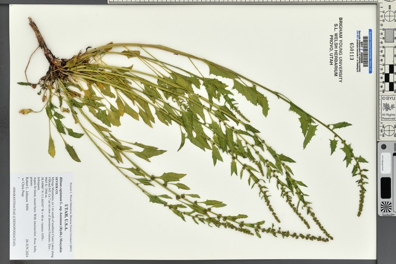 Over's Goosefoot photo 7