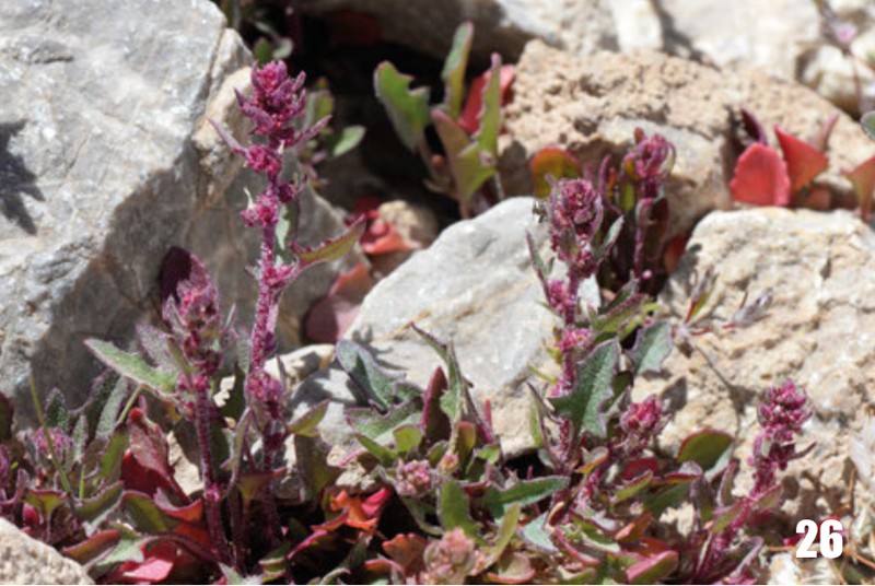 Blitum litwinowii