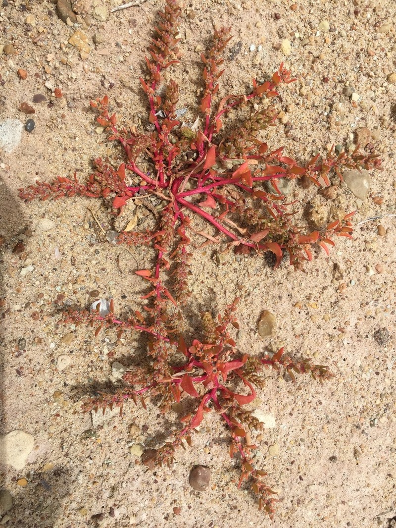 Nuttall's Povertyweed