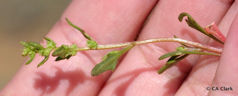 Nuttall's Povertyweed photo 3