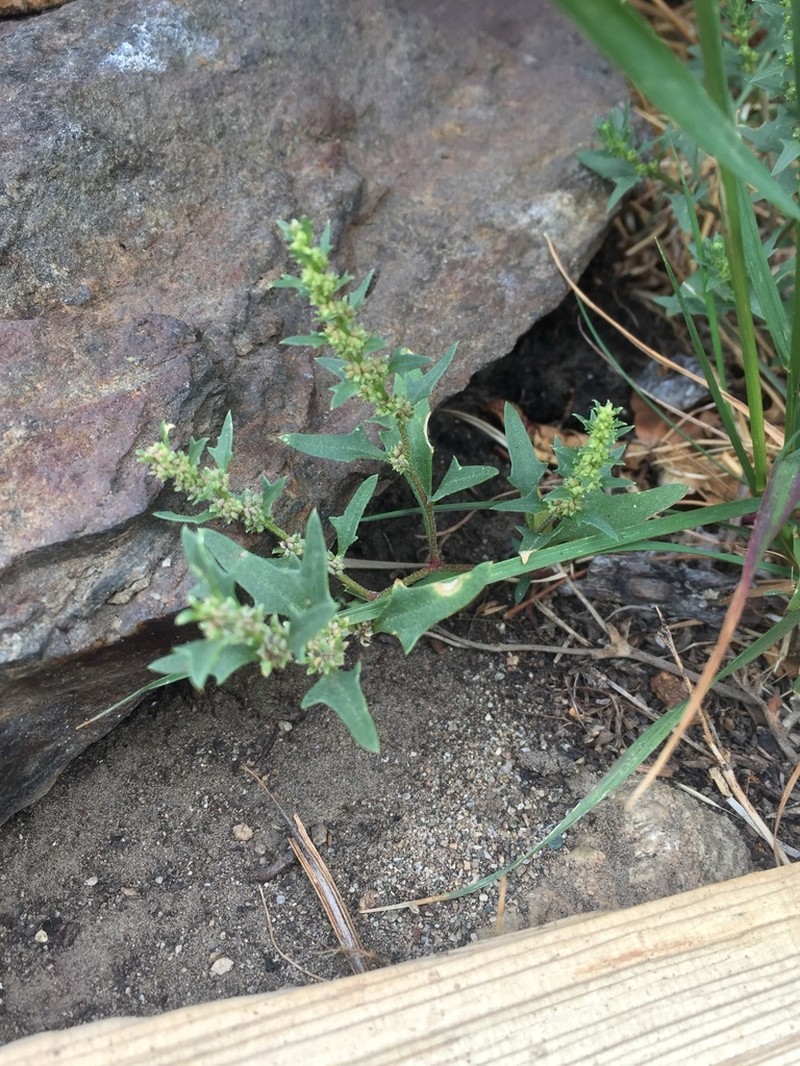 Nuttall's Povertyweed photo 4