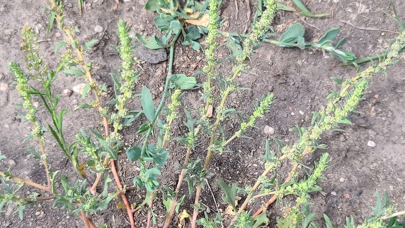 Nuttall's Povertyweed photo 5