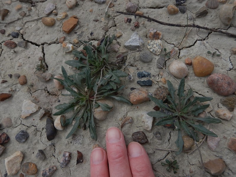 Nuttall's Povertyweed photo 6