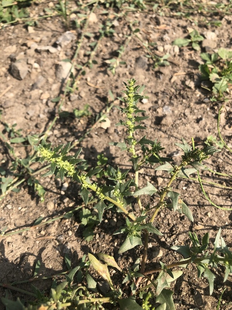 Nuttall's Povertyweed photo 7