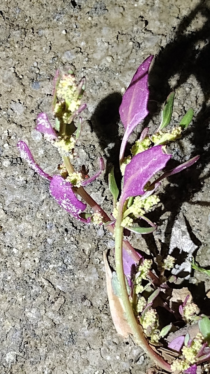 Nuttall's Povertyweed photo 8