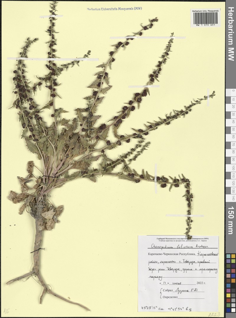 Blitum virgatum subsp. virgatum