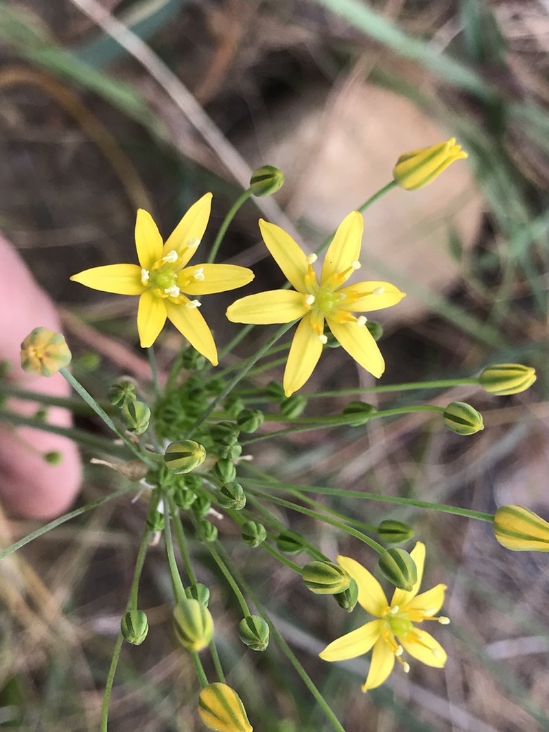 San Diego Goldenstar