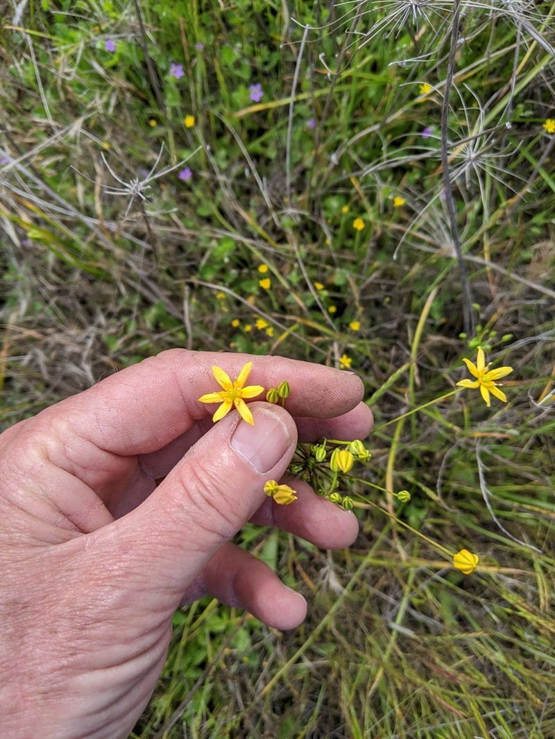 San Diego Goldenstar photo 2
