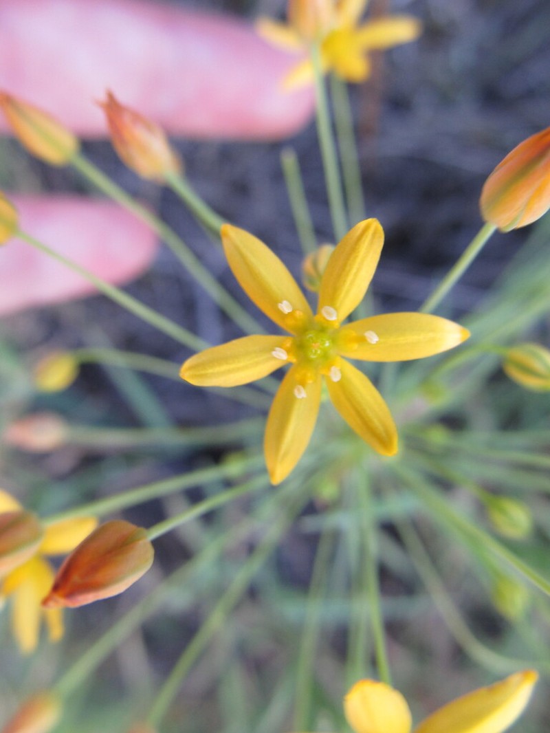 San Diego Goldenstar photo 3