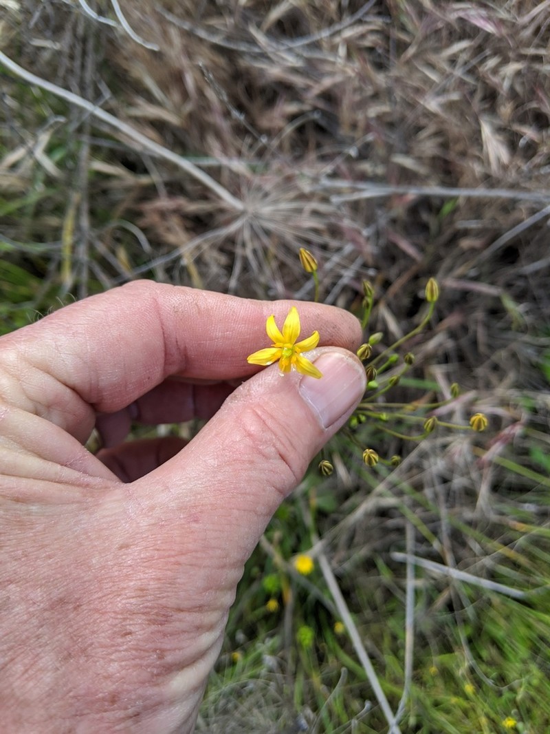 San Diego Goldenstar photo 4
