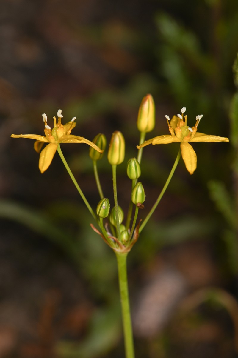 San Diego Goldenstar photo 5