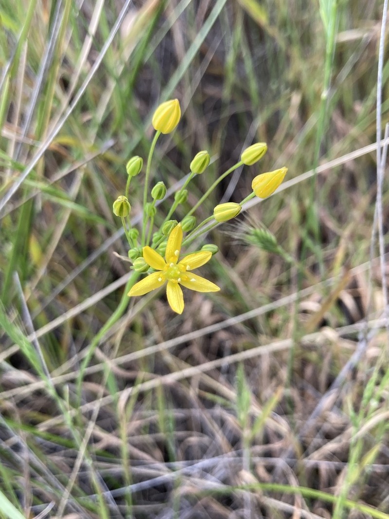 San Diego Goldenstar photo 6