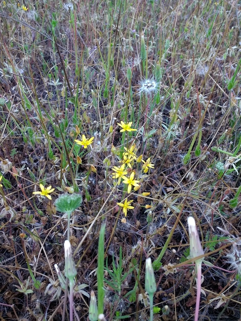 San Diego Goldenstar photo 7