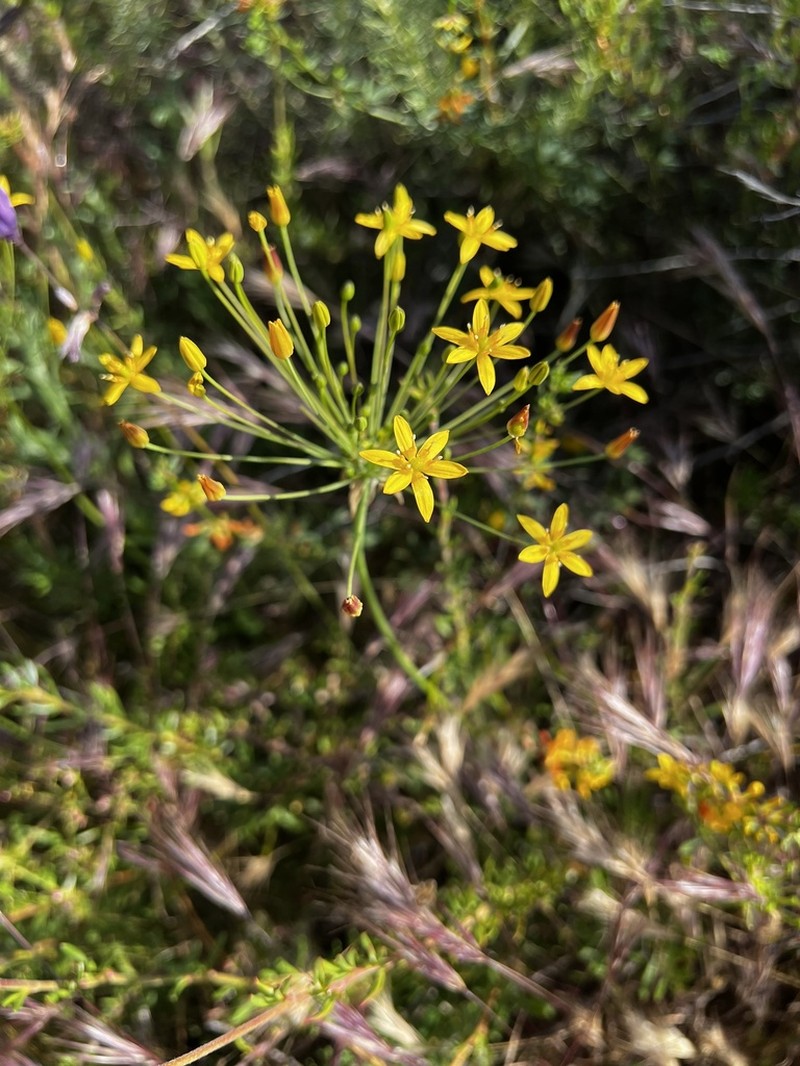 San Diego Goldenstar photo 8