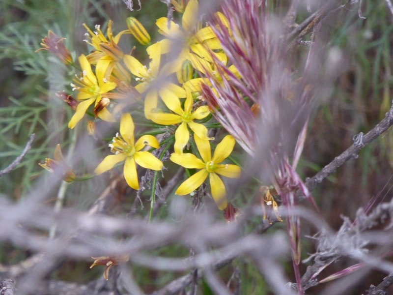 Common Goldenstar photo 3