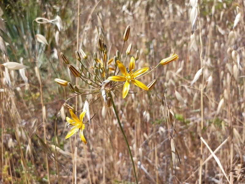 Common Goldenstar photo 4