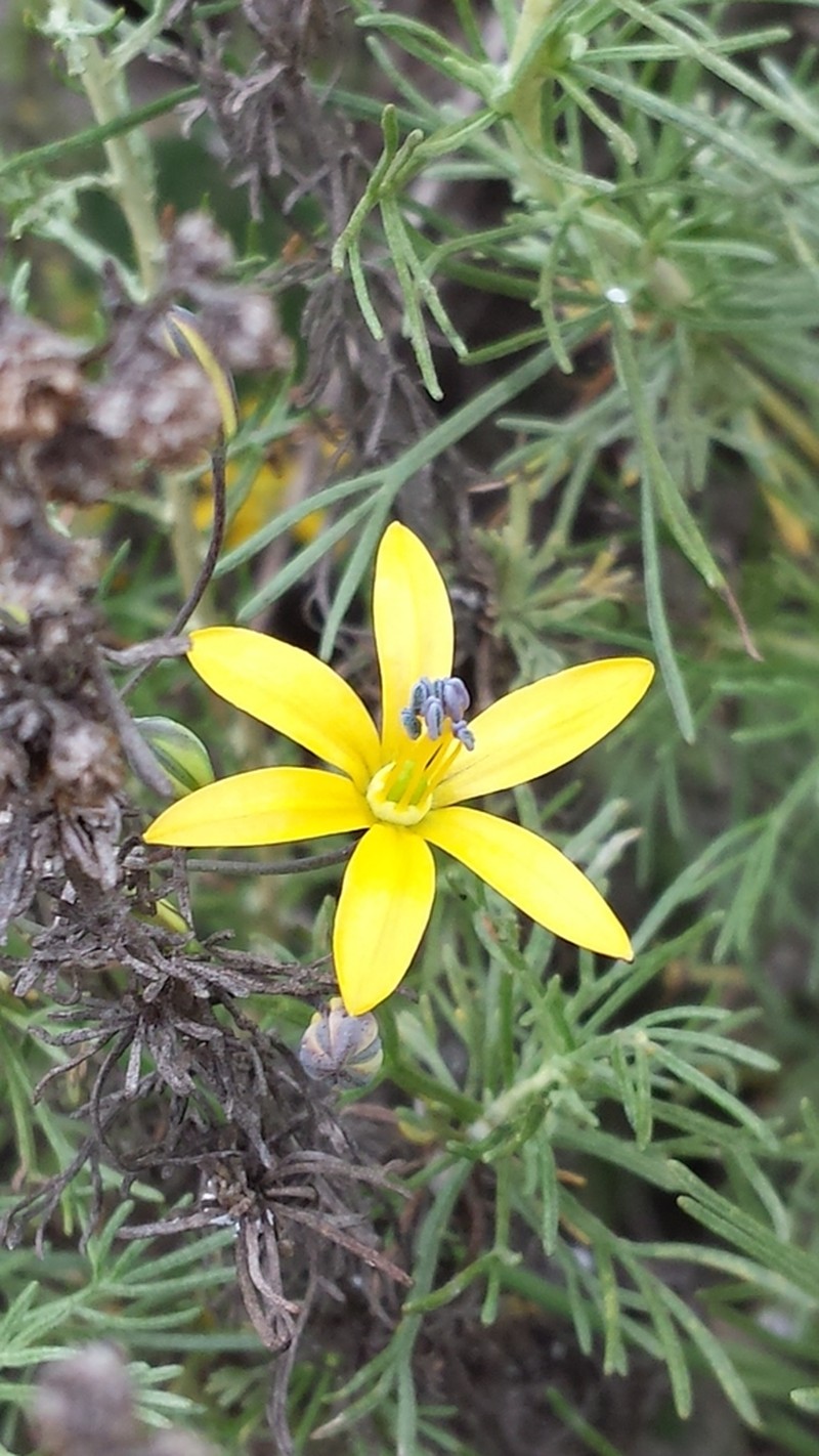 Common Goldenstar photo 5