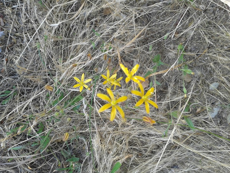 Common Goldenstar photo 6
