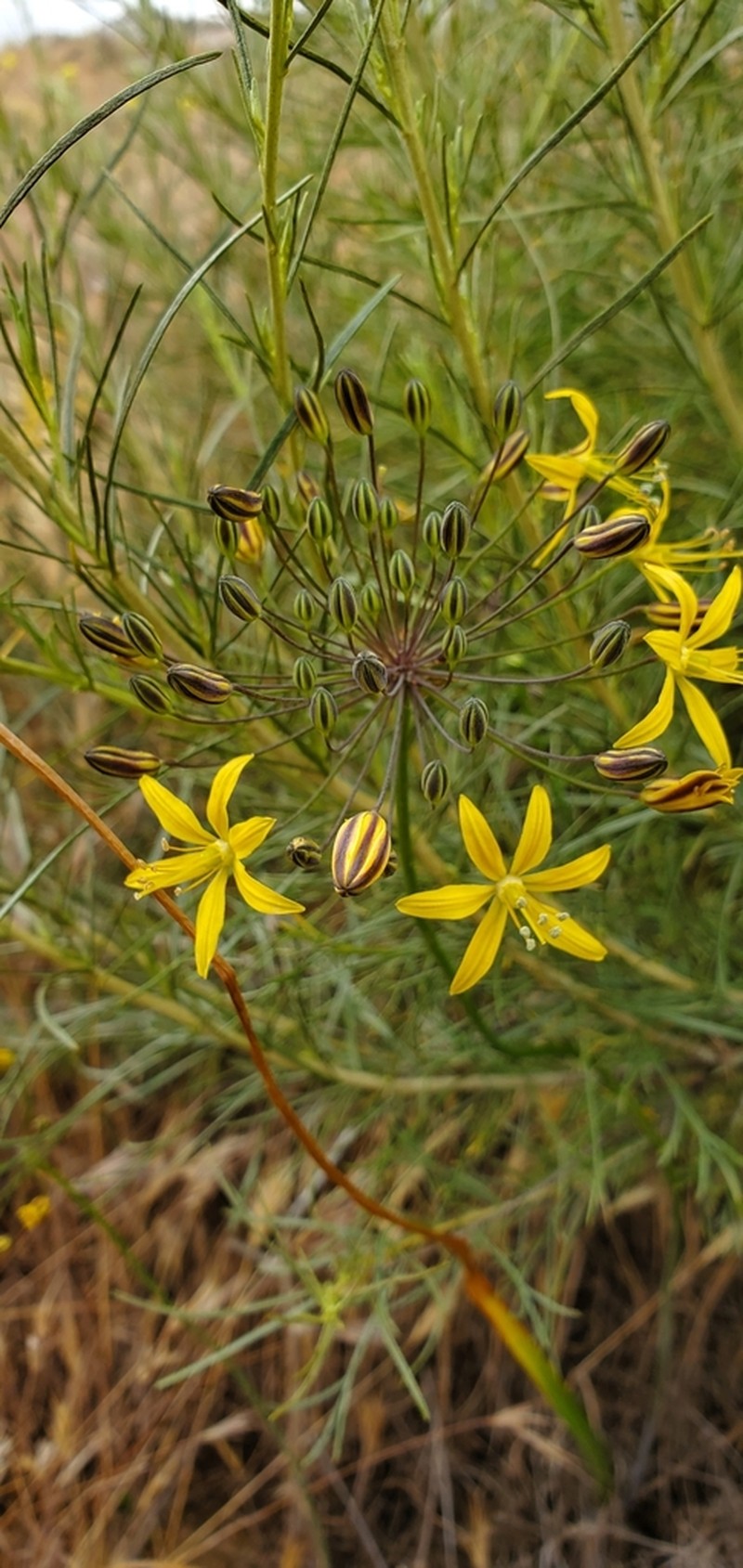 Common Goldenstar photo 7