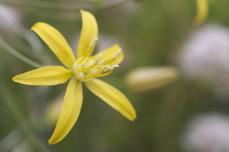 Common Goldenstar