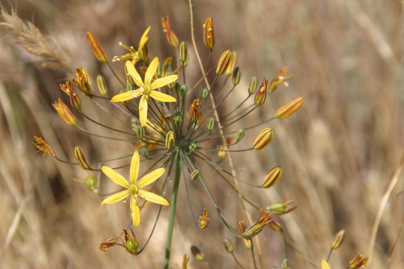 Common Goldenstar photo 2