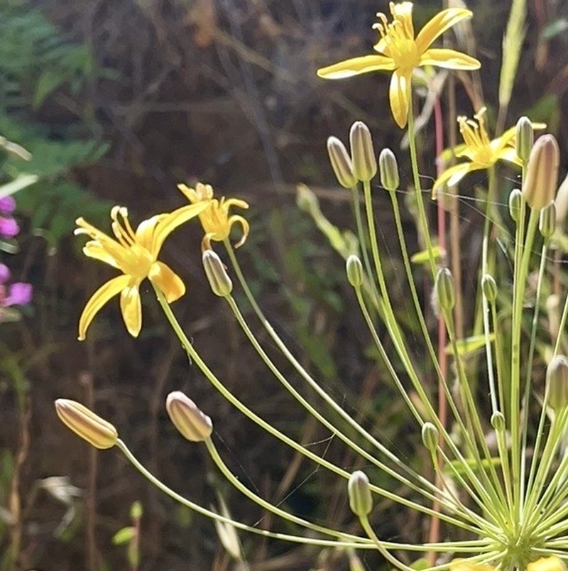 Bloomeria crocea var. aurea