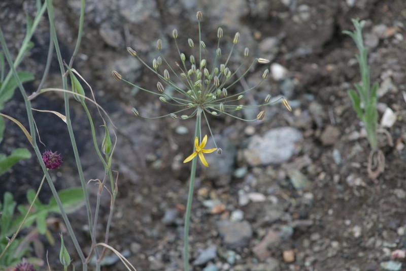Bloomeria crocea var. aurea photo 2