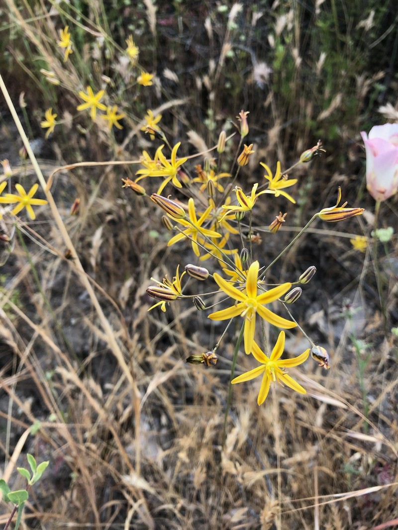 Bloomeria crocea var. aurea photo 3