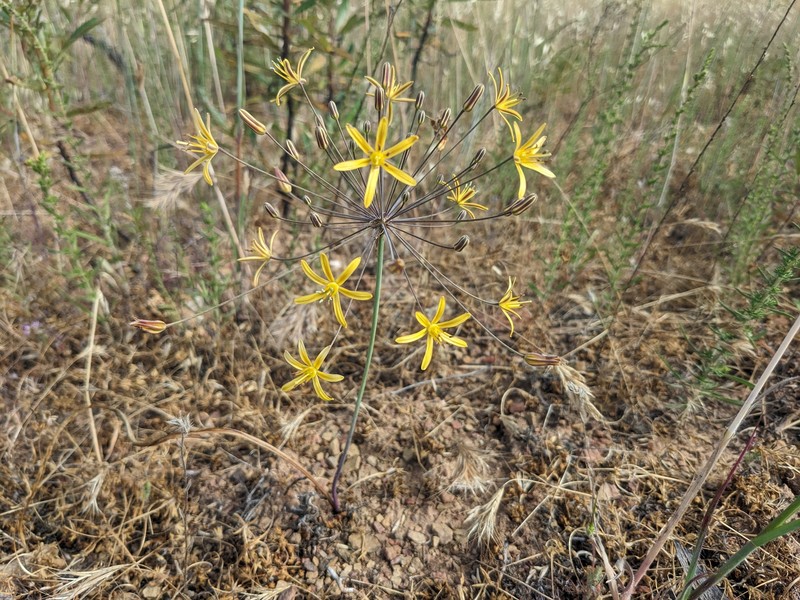 Bloomeria crocea var. aurea photo 4