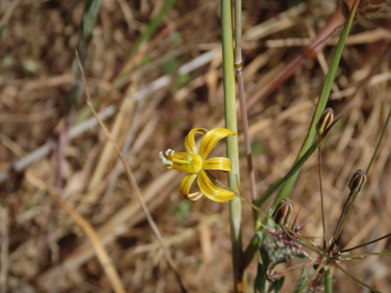 Bloomeria crocea var. aurea photo 5