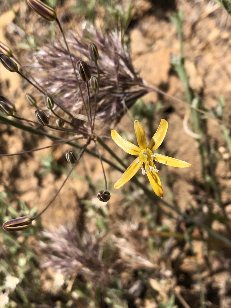 Bloomeria crocea var. aurea photo 6