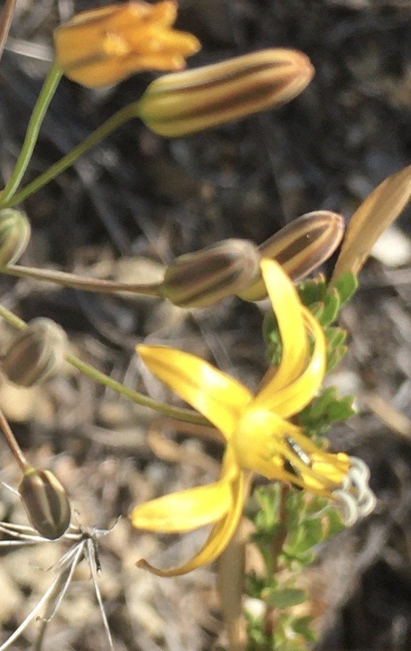 Bloomeria crocea var. aurea photo 7