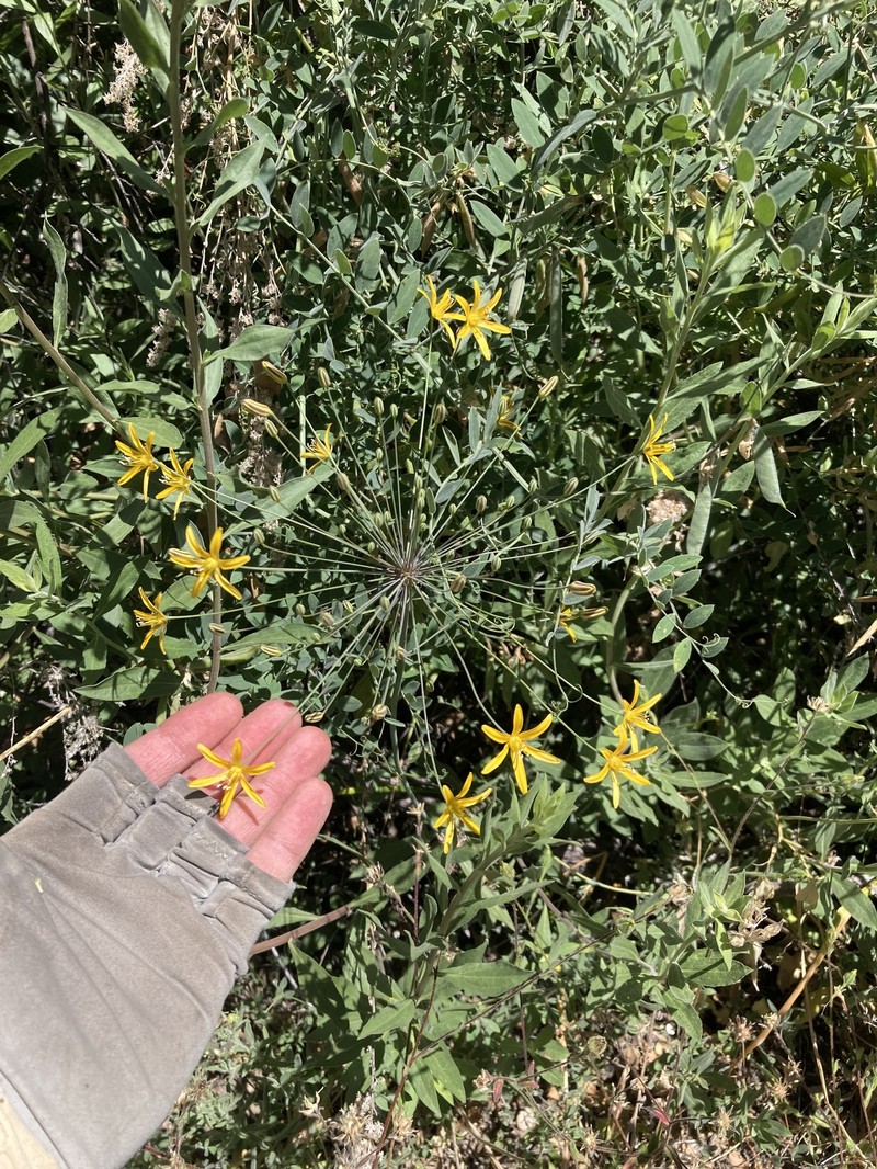 Bloomeria crocea var. aurea photo 8
