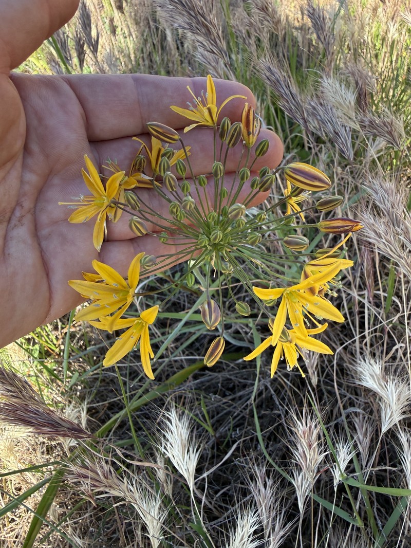 Bloomeria crocea var. crocea