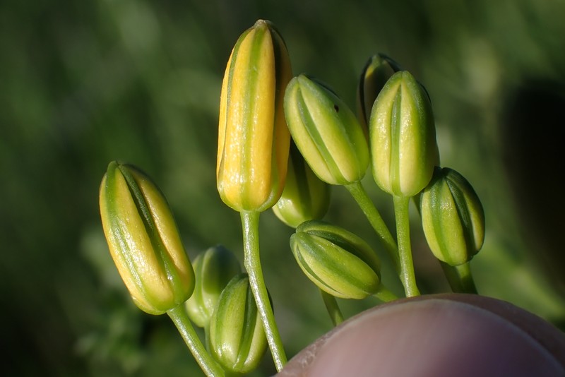 Bloomeria crocea var. crocea photo 2