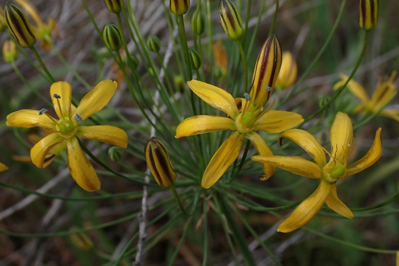 Bloomeria crocea var. crocea photo 3