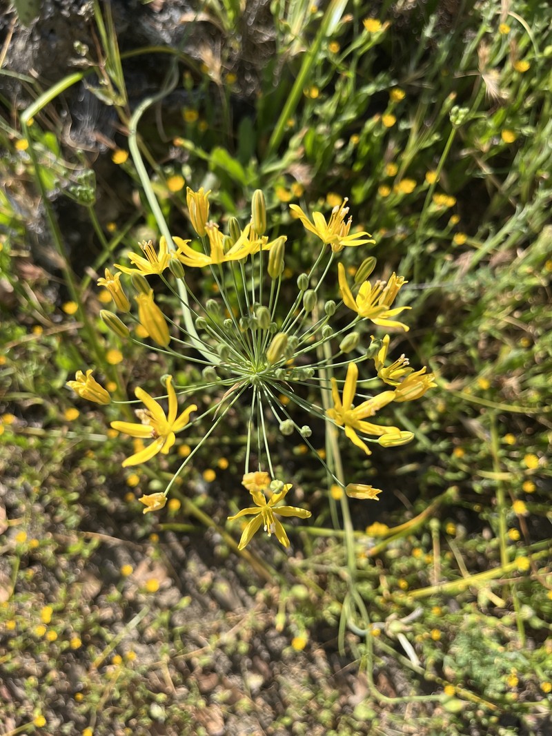 Bloomeria crocea var. crocea photo 4