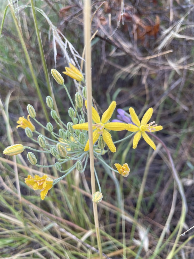 Bloomeria crocea var. crocea photo 5